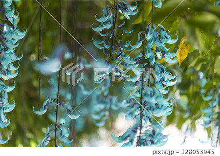 南国に咲くヒスイカズラ（翡翠葛）｜幻想的なブルーの花 128053945