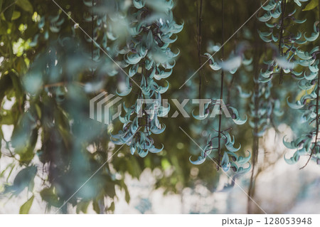 南国に咲くヒスイカズラ（翡翠葛）｜幻想的なブルーの花 128053948