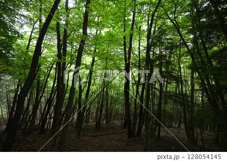 雲取山登山、東京 128054145