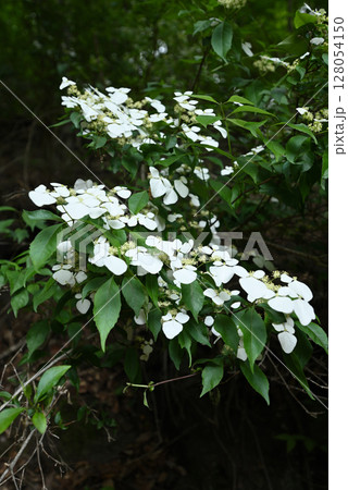 雲取山登山、東京 雲取山登山、東京 128054150