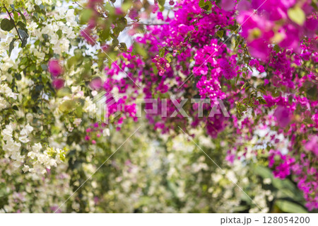 南国に咲く鮮やかなブーゲンビリア 128054200