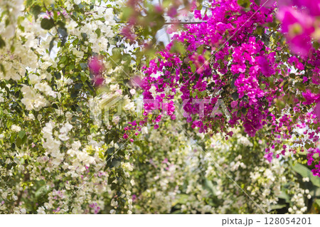 南国に咲く鮮やかなブーゲンビリア 128054201