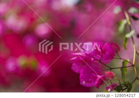 南国に咲く鮮やかなブーゲンビリア 128054217