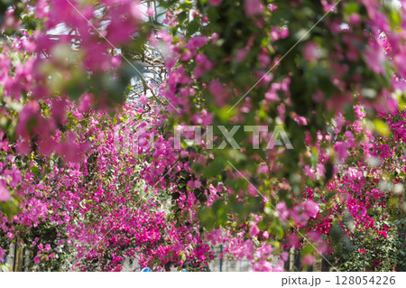 南国に咲く鮮やかなブーゲンビリア 128054226