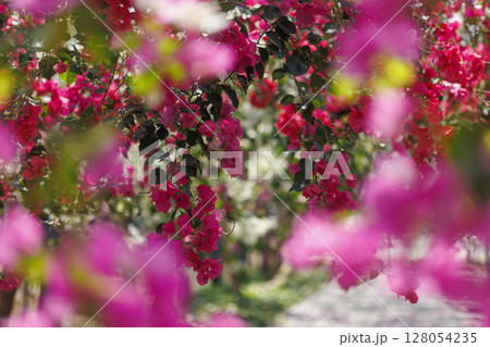 南国に咲く鮮やかなブーゲンビリア 128054235