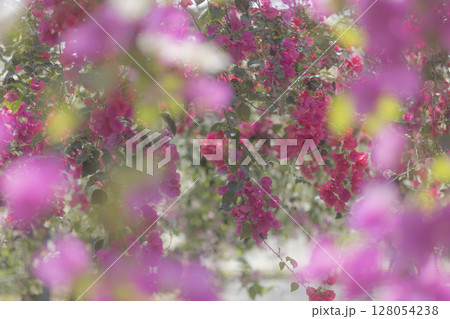 南国に咲く鮮やかなブーゲンビリア 128054238