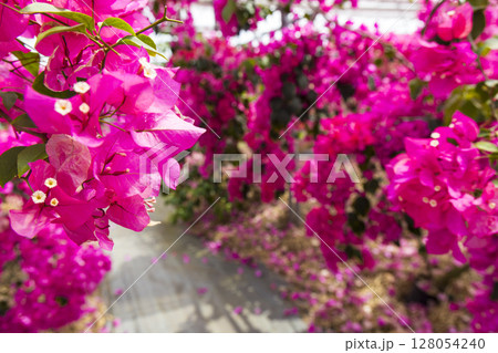 南国に咲く鮮やかなブーゲンビリア 128054240