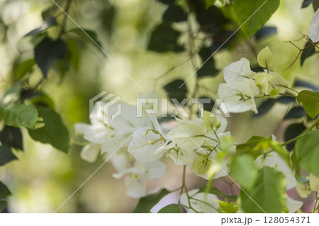 白いブーゲンビリアが揺れる夏の日 128054371