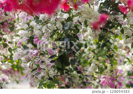 白いブーゲンビリアが揺れる夏の日 128054383
