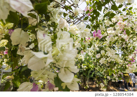 白いブーゲンビリアが揺れる夏の日 128054384