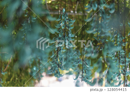 南国に咲くヒスイカズラ(翡翠葛)|幻想的なブルーの花 南国に咲くヒスイカズラ(翡翠葛)|幻想的なブルーの花 128054415