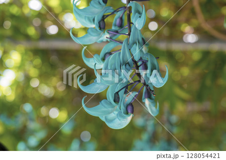 南国に咲くヒスイカズラ（翡翠葛）｜幻想的なブルーの花 128054421