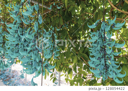 南国に咲くヒスイカズラ（翡翠葛）｜幻想的なブルーの花 128054422
