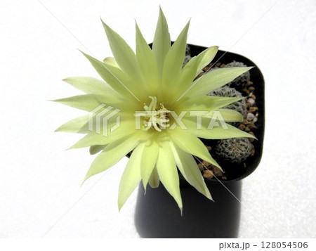 デンシスピナ 開花 デンシスピナ 開花 128054506