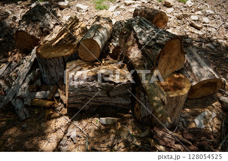 Outdoor Arrangement of Split Firewood Logs on Forest Floor Outdoor Arrangement of Split Firewood Logs on Forest Floor 128054525