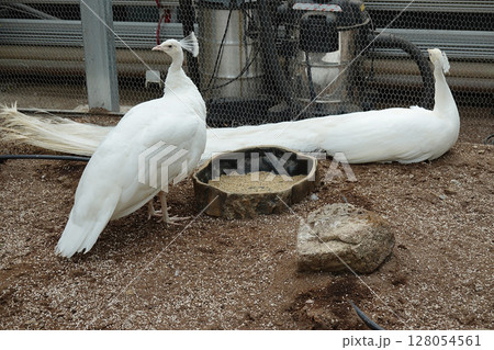 A pair of elegant white peafowl 128054561