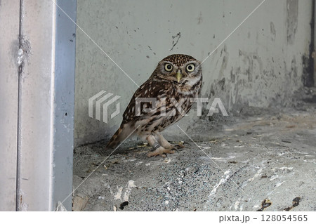 Close-up of a curious little owl 128054565