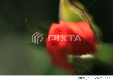 Close-up of a red rose in soft focus 128054577