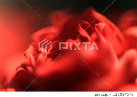 Close-up of a red rose in soft focus 128054579