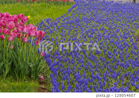春を彩る紫のムスカリが咲き誇る花畑 128054607