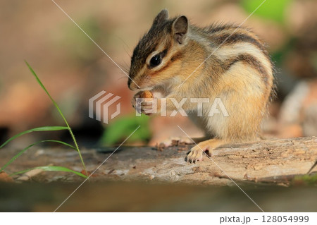 シマリスのシマリーの一日 128054999