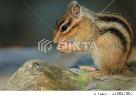 シマリスのシマリーの一日 128055000