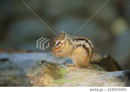 シマリスのシマリーの一日 シマリスのシマリーの一日 128055001