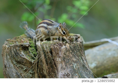 シマリスのシマリーの一日 128055002