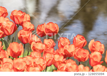 色とりどりのチューリップが咲く春の花畑 色とりどりのチューリップが咲く春の花畑 128055094