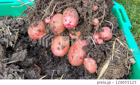 Newly harvested red potatoes in rich dark soil Newly harvested red potatoes in rich dark soil 128055125