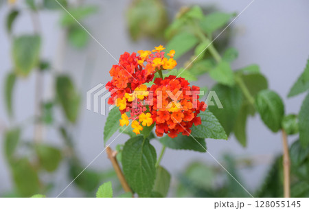 Vibrant orange and yellow lantana flowers blooming in a lush green garden Vibrant orange and yellow lantana flowers blooming in a lush green garden 128055145