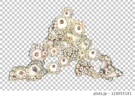 Beautiful underwater drawing of sea sponges porifera living on coral reefs. Watercolor illustration of sponge in delicate beige tones isolated on white background for sea design, snorkeling, diving Beautiful underwater drawing of sea sponges porifera living on coral reefs. Watercolor illustration of sponge in delicate beige tones isolated on white background for sea design, snorkeling, diving 128055181