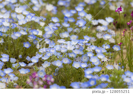 春色の風に揺れるリナリアとネモフィラの花畑 128055251