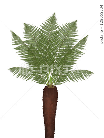 ツリーファーンの木 ツリーファーンの木 128055334
