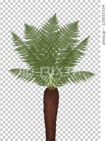 ツリーファーンの木 ツリーファーンの木 128055334
