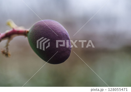 実りのはじまり ― 宮古島の若いマンゴー 実りのはじまり ― 宮古島の若いマンゴー 128055471