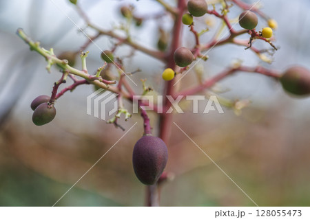 実りのはじまり ― 宮古島の若いマンゴー 実りのはじまり ― 宮古島の若いマンゴー 128055473