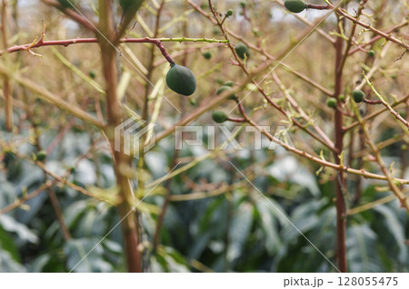 実りのはじまり ― 宮古島の若いマンゴー 実りのはじまり ― 宮古島の若いマンゴー 128055475