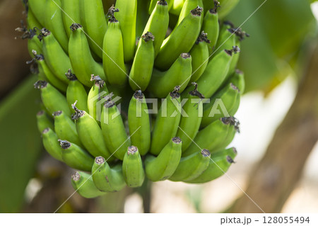 南国の恵み ― 宮古島で育つ青いバナナ 南国の恵み ― 宮古島で育つ青いバナナ 128055494
