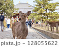 東大寺と奈良公園の鹿 128055622