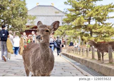 東大寺と奈良公園の鹿 128055622