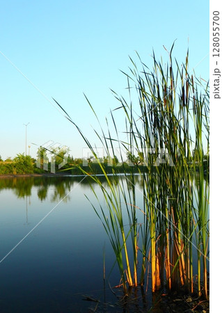 a pond with reeds and calm water 128055700