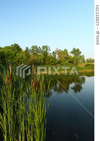 a pond with reeds and calm water a pond with reeds and calm water 128055703