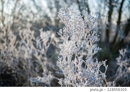 Plants Covered In Ice At Dawn And In Winter 128056103