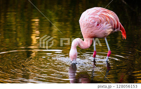 Pink Flamingo Birds In Water And Hunting For Fish Pink Flamingo Birds In Water And Hunting For Fish 128056153
