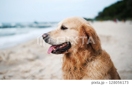 Happy, Adorable Golden Retriever Dog Plays On A Sandy Beach And Poses For A Cute Portrait 128056173