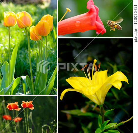 Summer collection with blooming flowers and green grass. Summer collection with blooming flowers and green grass. 128056411