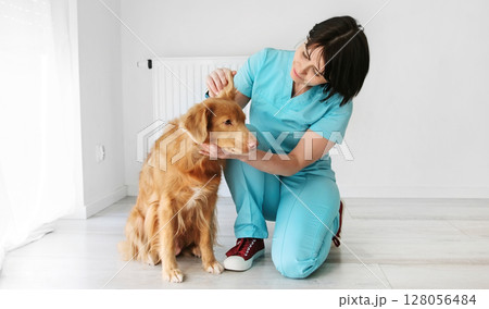 Red Nova Scotia Duck Tolling Retriever, An Adorable Adult Dog, In The Vet Clinic Red Nova Scotia Duck Tolling Retriever, An Adorable Adult Dog, In The Vet Clinic 128056484