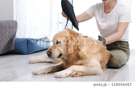 After Bath Time, Girl Is Using Hairdryer To Dry Fur Of Her Golden Retriever Dog After Bath Time, Girl Is Using Hairdryer To Dry Fur Of Her Golden Retriever Dog 128056487
