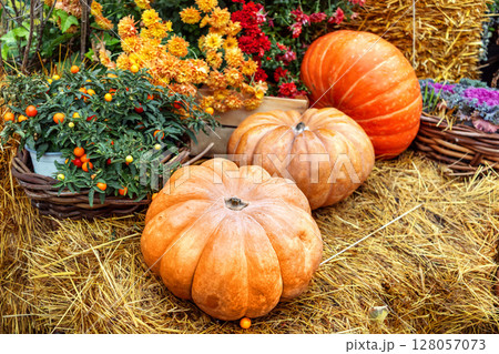 Vibrant pumpkins in rustic, surrounded by straw and autumn flowers, showcasing essence of harvest season. for fall and Thanksgiving themes Vibrant pumpkins in rustic, surrounded by straw and autumn flowers, showcasing essence of harvest season. for fall and Thanksgiving themes 128057073